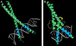 Introduction to Protein–DNA Interactions figure:4 thumbnail image